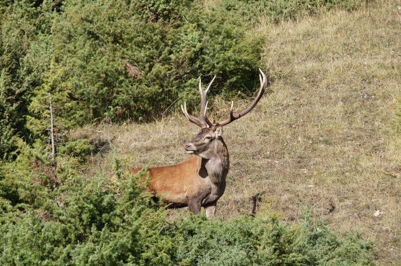 Un''arena molto contesa